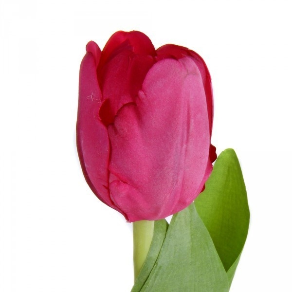 Tulipano Giò